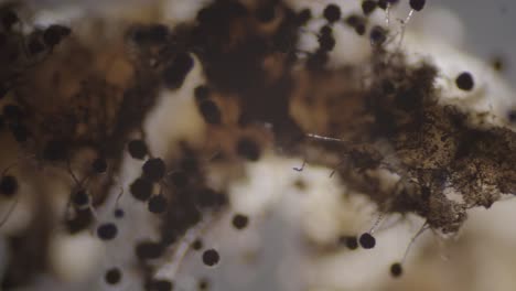 Hongos-Aspergillus-Niger-Moho-Grupo-Denso-Bajo-Microscopio-Vista-Oscura