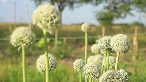 Blooming-white-onion-plant-in-garden
