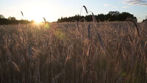 Bauernhoffeld-Gelbe-Spikes-Roggenkorn-Wiegen-Sich-Im-Wind-Bei-Warmem-Sonnenuntergangslicht-Auf-Landwirtschaftlichen-Flächen