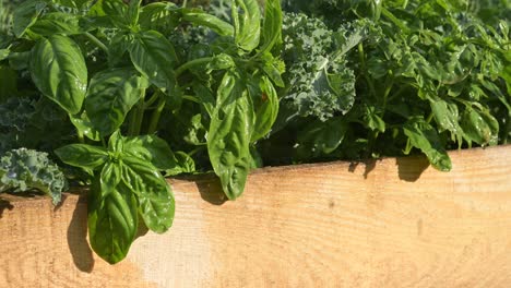 close-up-of-fresh-organic-natural-green-healthy-basil-leaf-in-home-garden-farm-during-a-sunny-day