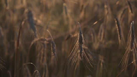 close-up-of-detailed-of-golden-Wheat-field,-ears-of-wheat-swaying-from-the-gentle-wind