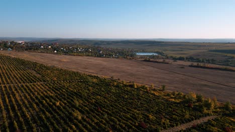 Aerial-drone-flyover-vineyard-ready-for-harvesting-towards-the-country-side-of-the-Republic-of-Moldova-in-autumn-near-the-capital-Chisinau---bird-view-2022