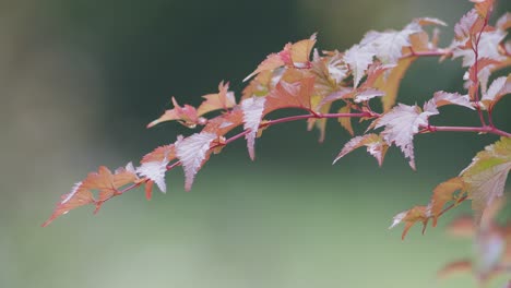 Physocarpus-Opulifolius-Ninebark-Rote-Blätter-Im-Herbst-Bei-Sehr-Langsamem-Wind-Mit-Verschwommenem-Hintergrund
