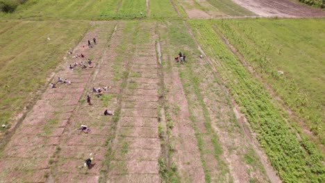 Luftaufnahmen-Von-Landarbeitern,-Die-Auf-Einer-Plantage-In-Ghana,-Afrika,-Arbeiten