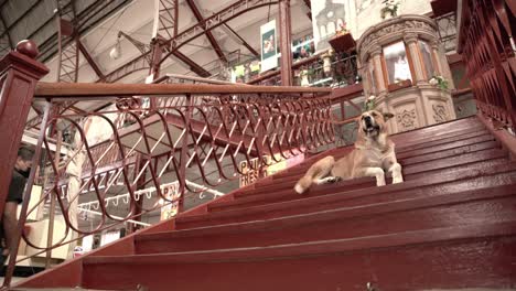 Dog-chilling-on-stairs-in-the-market