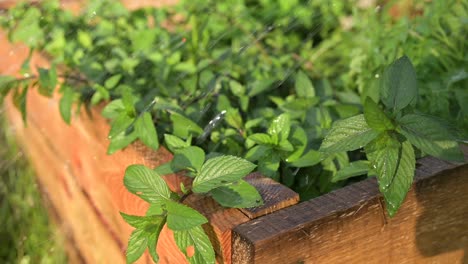 watering-pepper-mint-slow-motion-of-green-natural-herbs-plant-in-organic-home-garden