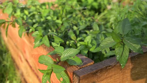 watering-home-garden-pepper-mint-green-leafs-under-warm-sunshine,-farming-gardening-concept