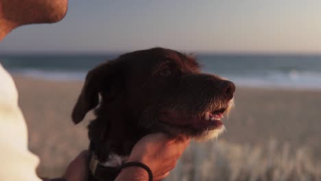 Zeitlupenschwenk-Nahaufnahme-Eines-Hundes,-Der-Zusammen-Mit-Seinem-Besitzer-Und-Dem-Meer-Mit-Ruhigen-Wellen-Im-Hintergrund-Auf-Den-Strand-Blickt