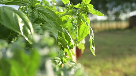 Grünes-Natürliches-Organisches-Hausgartenbasilikum,-Das-Unter-Einem-Warmen-Sonnenschein-Wächst,-Krisenkonzept-Für-Die-Versorgung-Der-Nahrungskette