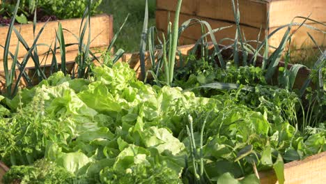 lettuce-salad-in-organic-natural-small-home-house-garden