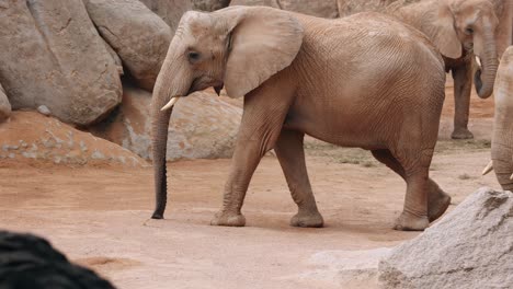 Slow-Motion-Of-a-Walking-Elephant-waving-its-Proboscis
