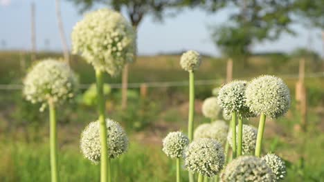 blooming-onion-flower-head-in-Agricultural-farm-garden-Summertime-rural-scene
