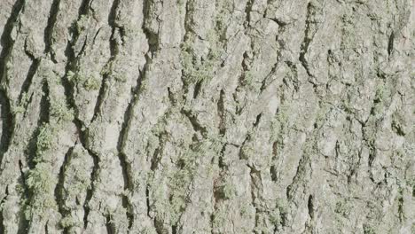 Oak-tree-trunk-bark-texture-close-up-vertical-panning-view