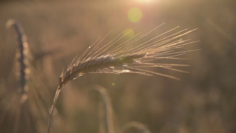 Wheat-field,-ears-of-wheat-swaying-from-the-gentle-wind
