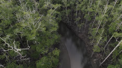 Kleiner-Fluss-Im-Dschungel-Von-Costa-Rica-Zwischen-Grünen-Bäumen
