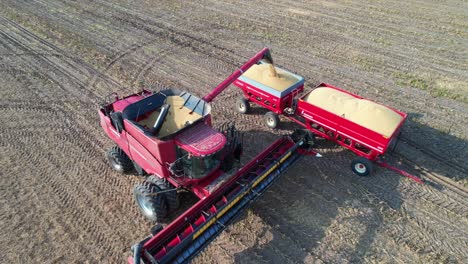 A-farmer-moves-harvested-soybeans-to-an-open-trailer