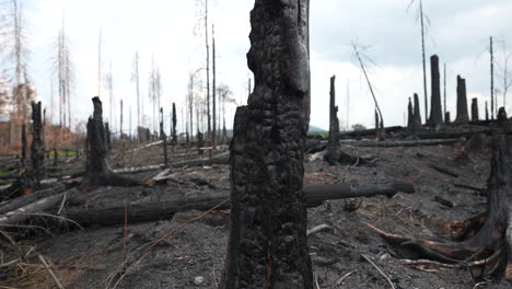 Close-Up-of-Charred-Tree-in-Forest-After-Wildfire,-Devastating-Landscape-After-Natural-Disaster