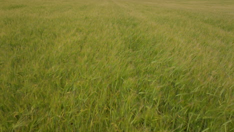 Reifende-Weizenpflanzen-Wiegen-Sich-Im-Wind-Auf-Dem-Feld