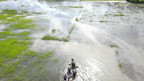 Agricultor-Pastoreando-Búfalos-O-Vacas-En-Pantanos-Pantanosos-Inundados-En-Bangladesh