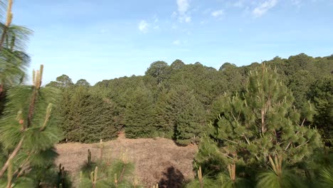 Dense-Vegetation-Of-Pine-Trees-On-A-Background-Of-Blue-Summer-Sky-At-Sierra-de-Quila,-Jalisco,-Mexico