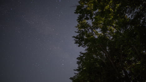 Time-lapse-of-stars-moving-behind-overhead-trees,-shot-in-4K