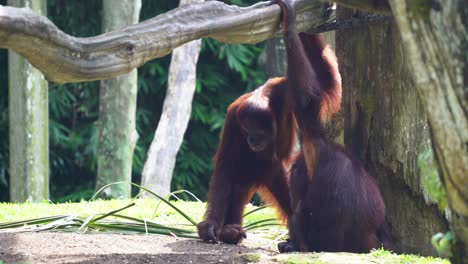 Two-hungry-great-apes-orangutan-picking-up-and-eating-the-food-on-the-ground,-one-started-to-walk-away