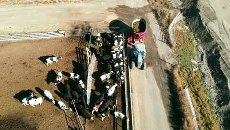 Drohnenaufnahme-Eines-Bauern,-Der-Kühe-Auf-Einem-Milchviehbetrieb-Füttert