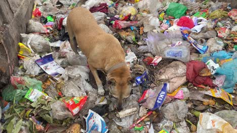 Streunender-Hund,-Der-Von-Müllabfällen-Auf-Der-Deponie-Frisst