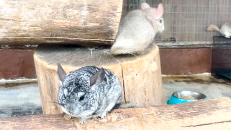 Adorable-Long-Tailed-Chinchillas-With-Grey-One-Sitting-And-The-Other-White-Ones-Jumping-Roaming-Around-The-Cage-In-A-Rural-Farm-In-Malaysia