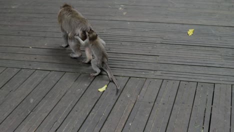 To-get-on-top-of-the-mother-monkey,-who-is-walking-alongside-her-on-a-wooden-surface,-the-young-monkey-grabbed-hold-of-her-tail