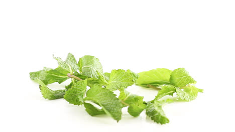 a-bunch-of-fresh-green-mint-leaves-in-white-background-rotating-side-shot