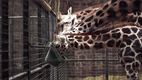 Weite-Sicht-Auf-Drei-Giraffen,-Die-Im-Wildpark-Im-Zoo-Von-Chester,-Großbritannien,-Essen