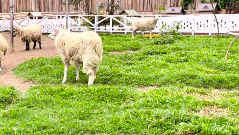 Domestic-Woolly-Sheep-In-Farm-Barnyard-In-Malaysia