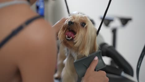 Female-owner-combing-happy-yorkshire-terrier-in-a-grooming-salon