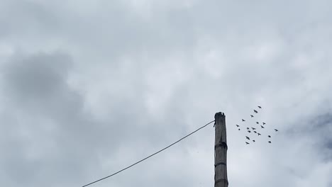 crows-fly-over-bamboo-pole-and-wire