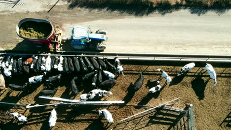 aerial-truck-drone-shot-of-Farmer-feeding-cows-on-a-dairy-farm