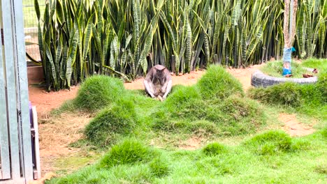 Ein-Einsames-Känguru,-Das-Auf-Dem-Gras-Sitzt-Und-Sich-Mit-Seinen-Hinterbeinen-Im-Wildpark-In-Malaysia-Leckt
