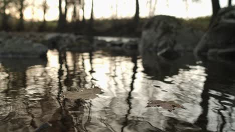 Blätter-Schwimmen-Auf-Dem-Flusswasser-Im-Wald