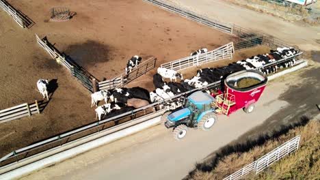 Luftschwenkdrohnenaufnahme-Eines-Landwirts,-Der-Kühe-Auf-Einem-Milchviehbetrieb-Füttert