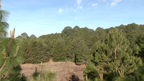 Scenic-Summer-Forest-Landscape-With-Lush-Green-Pine-Trees-And-Tall-Oak-Trees-At-Sierra-de-Quila,-Jalisco,-Mexico