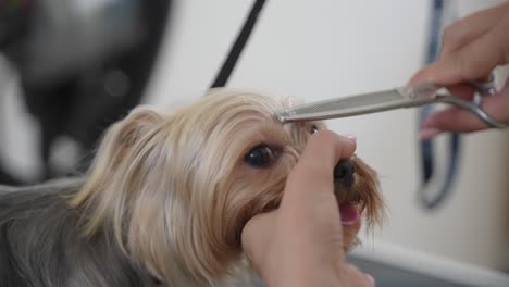 Female-pet-groomer-cuts-hair-fo-small-yorkshire-terrier