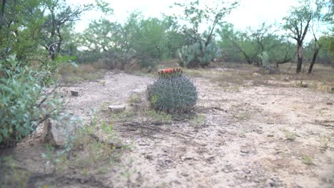 Statische-Aufnahme-Eines-Runden-Claret-Cup-Catus-In-Der-Sonora-Wüste,-Umgeben-Von-Wenig-Vegetation