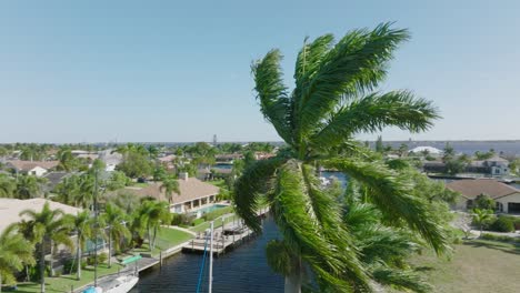 Aerial-view-palm-tree-blowing-in-wind-on-beautiful-tropical-coastal-town