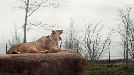 The-lion-sat-relaxed-on-the-rock-yawning