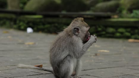 A-grey-monkey-is-eating-fruit-on-a-concrete-street-and-then-taking-off-after-it