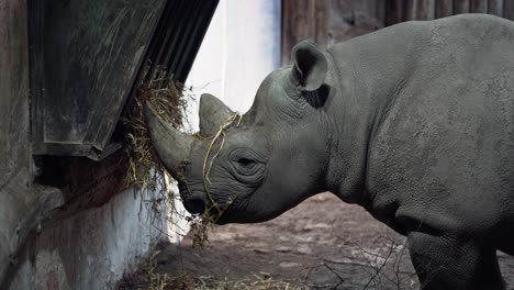 Close-up-White-Rhino-eating-in-the-wildlife-park-at-Chester-Zoo,-UK