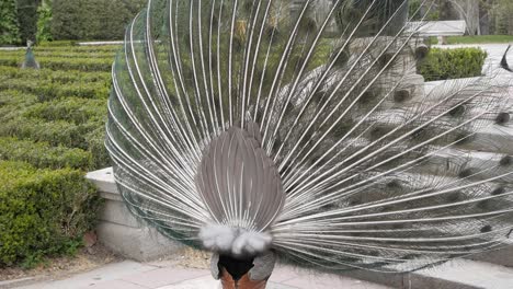 Peacock-with-fan-shape-tail-feather-open-on-mating-display