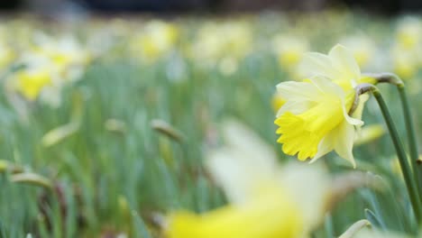 Sliding-gimbal-shot-of-daffodil-flowers-in-bloom