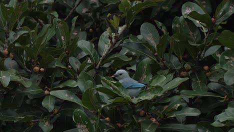 Blue-Grey-Tanager-Eating-Fruit-off-of-Branch