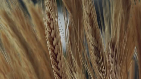 Close-up,-ripe-golden-wheat-moving-against-light-wind-breeze